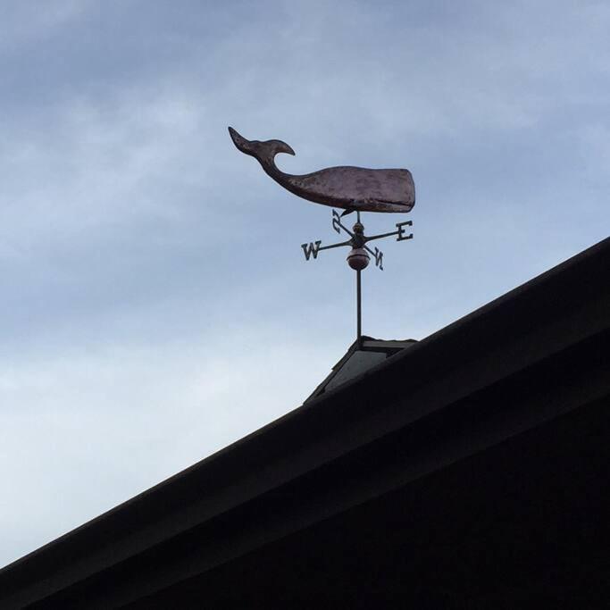 The Flying Whale-mounttabor. *